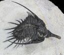 Spiny Psychopyge Trilobite - Short Snout Species #58037-4